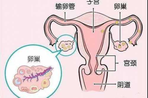 南京的合法供卵 南京借卵生子试管医院排名及生男孩名单 ‘早期b超单数据看男